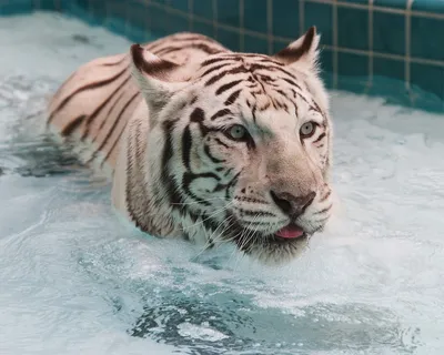 Амурские тигры играют в воде | Пикабу