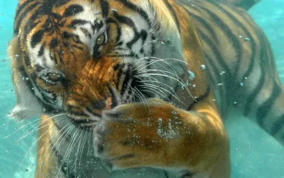 Большая интерьерная картина \"Тигр в воде\" (105*70см), натуральный льняной  холст. PRC-1177 - купить по низкой цене в интернет-магазине OZON (839092276)