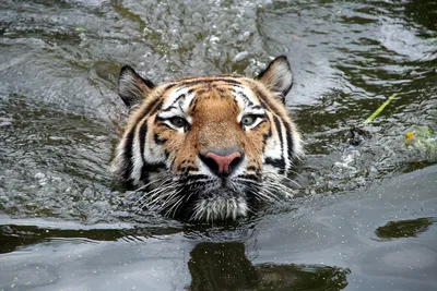Живая Земля - Тигр - это единственный представитель семейства кошачьих,  который не боится воды | Facebook