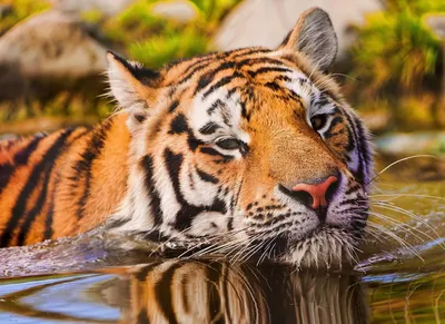 Тигр под водой - 74 фото