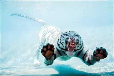 Белый тигр | Пикабу