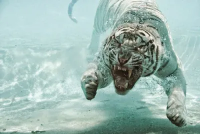 Новая половина руки животного большая картина Лев Тигр Волк голова переноса  воды татуировки наклейки – лучшие товары в онлайн-магазине Джум Гик