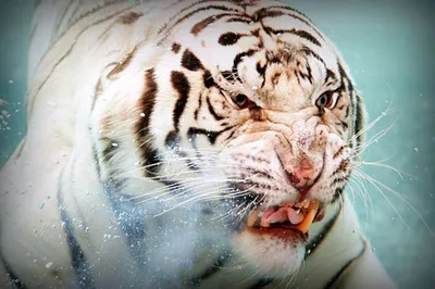 Тигр в воде обои - 66 фото