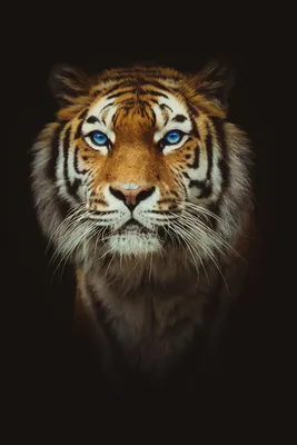 Тигр с голубыми глазами фотографии
