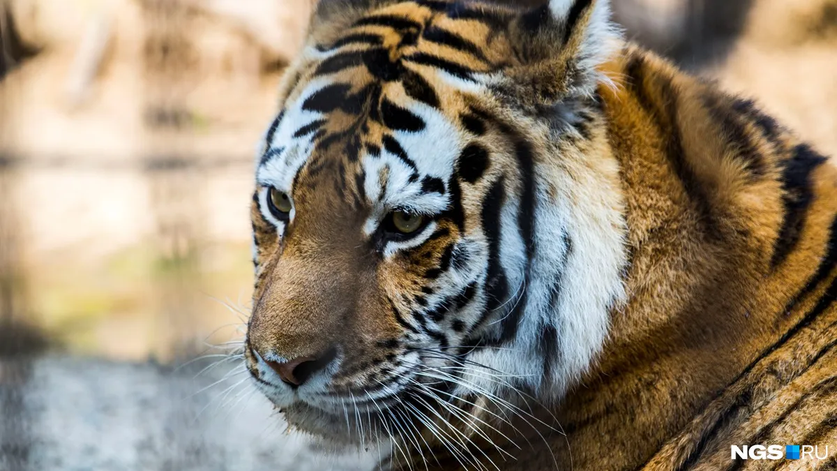 Ли тайгер. Тигр лоб. Тигр симметрия лицо. Какого цвета полоски у тигра. Фото с тиграми красивые и людьми.