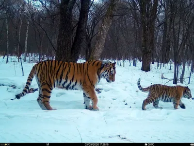 Морда тигра геометрика Раскраска картина по номерам на холсте Z-NA70 купить  в Москве и СПб