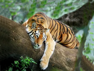 Тигр в джунглях фото