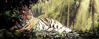 Пазл белый тигр в джунглях - разгадать онлайн из раздела \"Картины\" бесплатно