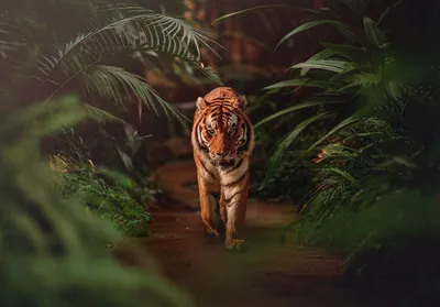 Футболка Rock Eagle Тигр в джунглях