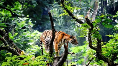 Poster тигр в джунглях - PIXERS.US