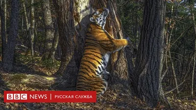 тигр в лесу стоковое фото. изображение насчитывающей опасность - 157080504