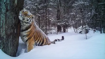 В Приморье прооперируют тигра с больными лапами, чтобы спасти ему жизнь -  РИА Новости, 10.01.2024