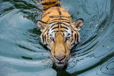 Тигр в атакующей позиции, вокруг него плещется вода. | Премиум Фото