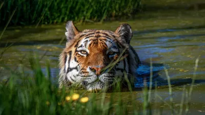 Онлайн пазл «Тигр в воде»