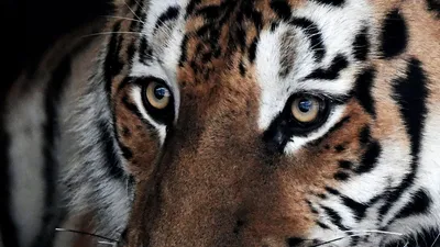 Что на самом деле любят и помнят тигры - РИА Новости Крым, 31.12.2021