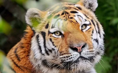 Добрый тигр - 58 фото