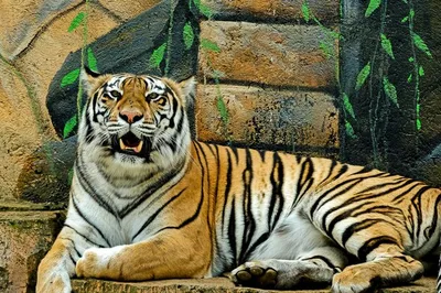 Фото Тигр, более 22 000 качественных бесплатных стоковых фото