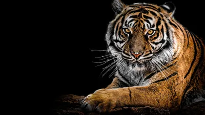Тигр фотографии