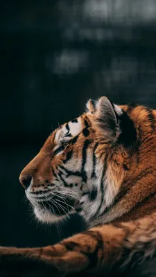 Амурский тигр обои для телефона, HD заставки и картинки на экран блокировки  720x1280 | Akspic