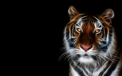 Картинки тигр Большие кошки 3D Графика морды Взгляд Животные