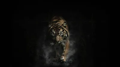 Фото бесплатно тигр на черном фоне, походка - на рабочий стол | Обои с  животными, Тигр, Кошачьи картины