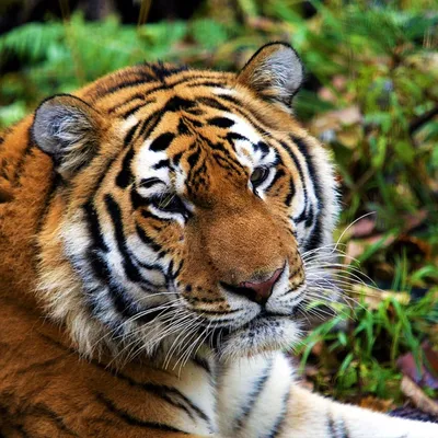 Казахстан может вернуть тигров в Центральную Азию - Путин - 05.09.2022,  Sputnik Казахстан