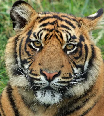 Лучшие фото (900+) по запросу «Тигр» · Скачивайте совершенно бесплатно ·  Стоковые фото Pexels