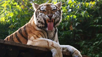 Полосатый кейс: что помогает росту популяции амурских тигров | Статьи |  Известия