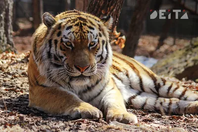 Конфликтный тигр ходит по дворам на севере Приморья