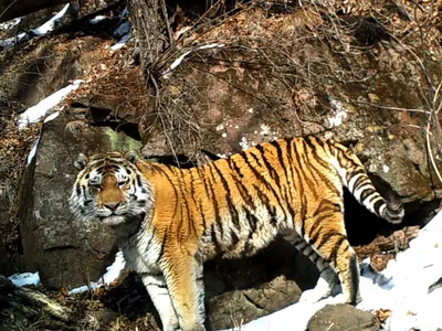 Тигр и дальневосточный леопард облюбовали одну пещеру в нацпарке «Земля  леопарда» - PrimaMedia