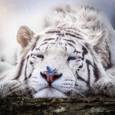 Фото Белый тигр с бабочкой на мордочке, by sphantasy_art