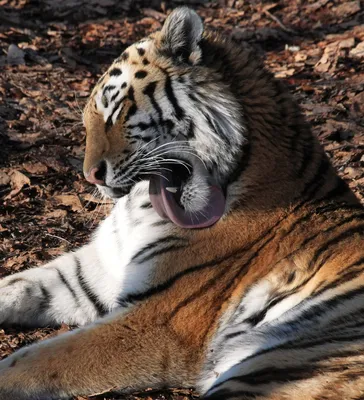 Видео поющего тигра набирает популярность в сети