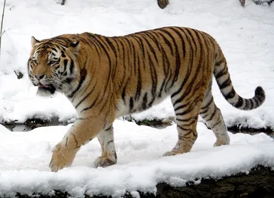 Жизнь в неволе изменила форму черепа тигра — Naked Science