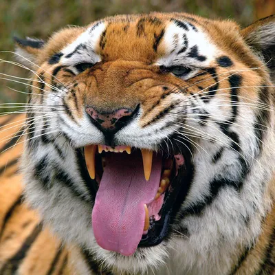 Разъяренный тигр пробрался в деревню и изувечил четырех человек:  Происшествия: Из жизни: Lenta.ru