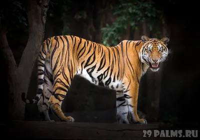 Тигр (лат. Panthera tigris) (обновлено!) \u003e Блог Павла Аксенова \u003e 29 Пальм -  Клуб путешествий Павла Аксенова