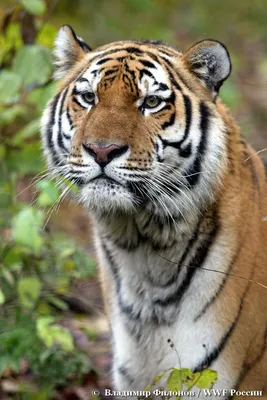 Амурский тигр - Галерея изображений уссурийского тигра: фото, описание -  Амурский филиал WWF
