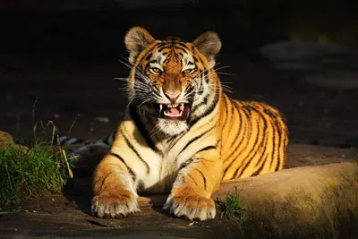 Зверь из тайги: чем уникален амурский тигр | Фотогалереи | Известия