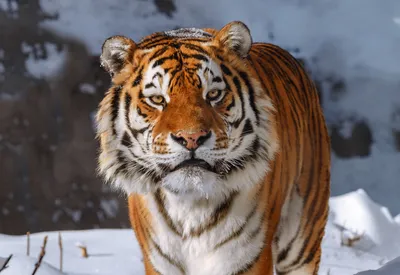 Популяция амурского тигра в России выросла почти вдвое за 12 лет | Русское  географическое общество