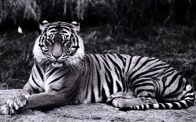 Чёрно-белый тигр стоковое фото ©piyagoon 57049109