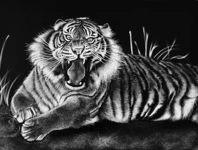 Картинки тигр Большие кошки Усы Вибриссы Черно белое Животные