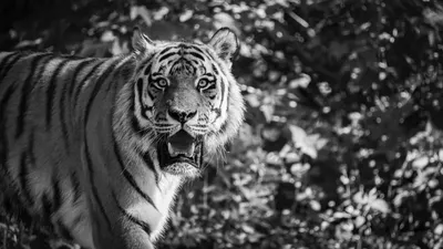 Тигр черно белый - 76 фото