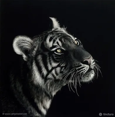 Фотообои Чёрно-белый портрет тигра артикул Anm-119 купить в Воронеже |  интернет-магазин ArtFresco