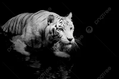 Картина на стену большая \"Черно-белые тигры\" 80x140 см - купить по низкой  цене в интернет-магазине OZON (361381714)