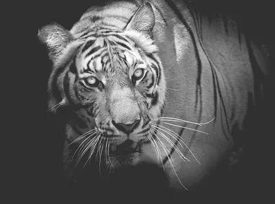 Черно-белый животный тигр, художественные принты, настенные художественные  картины, картина на холсте, абстрактный холст, постер, живопись, домашний  декор – лучшие товары в онлайн-магазине Джум Гик