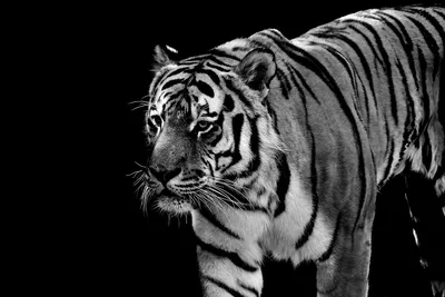белый тигр полосатое белое животное Фото Фон И картинка для бесплатной  загрузки - Pngtree