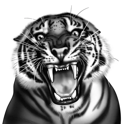 Тигр, портрет тигра в черно-белом Стоковое Фото - изображение насчитывающей  весьма, свирепо: 134657382