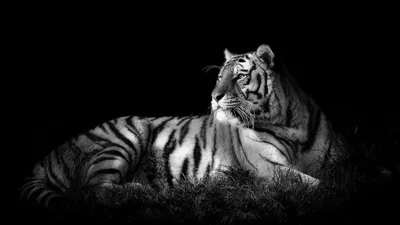Черно-белая картина на холсте Серебряный тигр