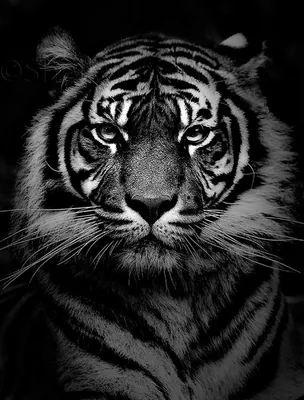 Картинки тигр, взгляд, хищник, черно белый фон, усы, черный фон - обои  1680x1050, картинка №126570