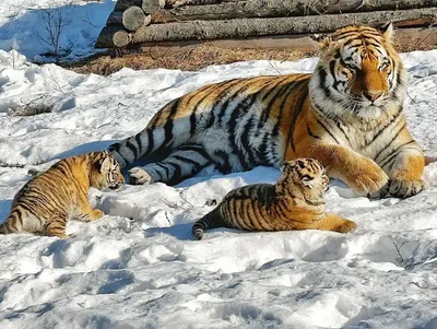 Амурские тигры — Парк Белый лев