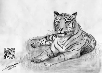 How to draw a tiger - YouTube